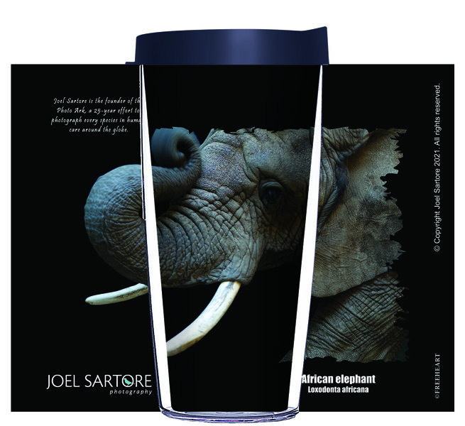 16oz Short Tumbler - African Elephant without lid 01-ANI018-00019