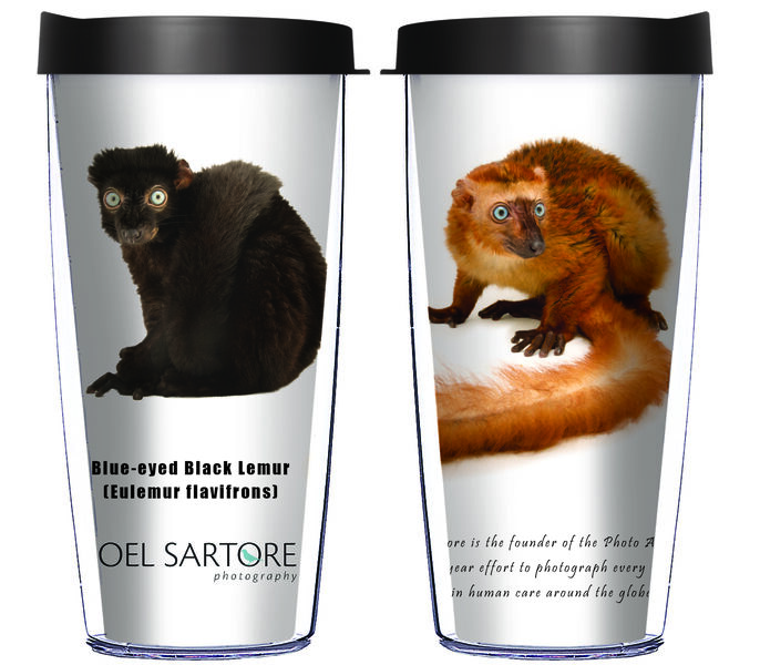 16oz Short Tumbler - Blue Eyed Lemurs without lid 01-ANI042-00042