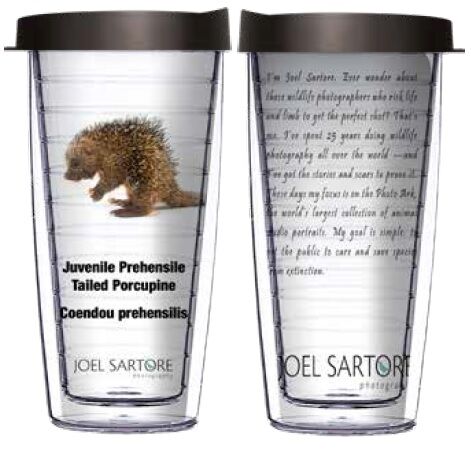 24oz Flareside Tumbler - Juvenile Prehensile Tailed Porcupine w/ Black Lid 24F-ANI062-00453