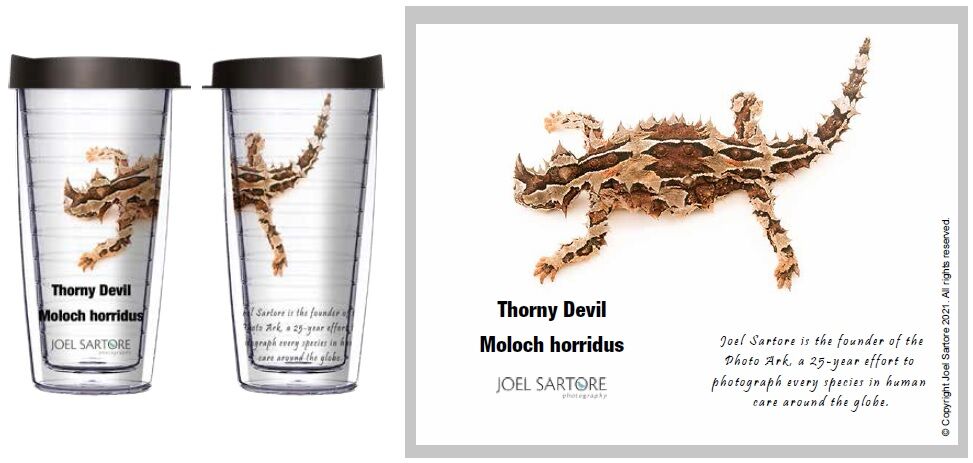 24oz Flareside Tumbler - Thorny Devil Complete w/ Black Lid 24F-ANI098-00406