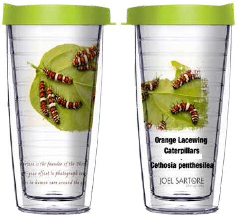 16oz Tumbler - Orange Lacewing Caterpillars w/ Lime Green Lid 02-INS015-00049